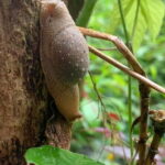 Cat Ba National Park Full Day Trekking Tour to Viet Hai Village - Who Will Love This Experience?