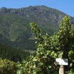 Cavas Freixenet Wine Tour from Mexico City - The Experience in Detail: What You Can Expect