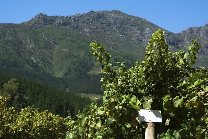 Cavas Freixenet Wine Tour from Mexico City - The Experience in Detail: What You Can Expect