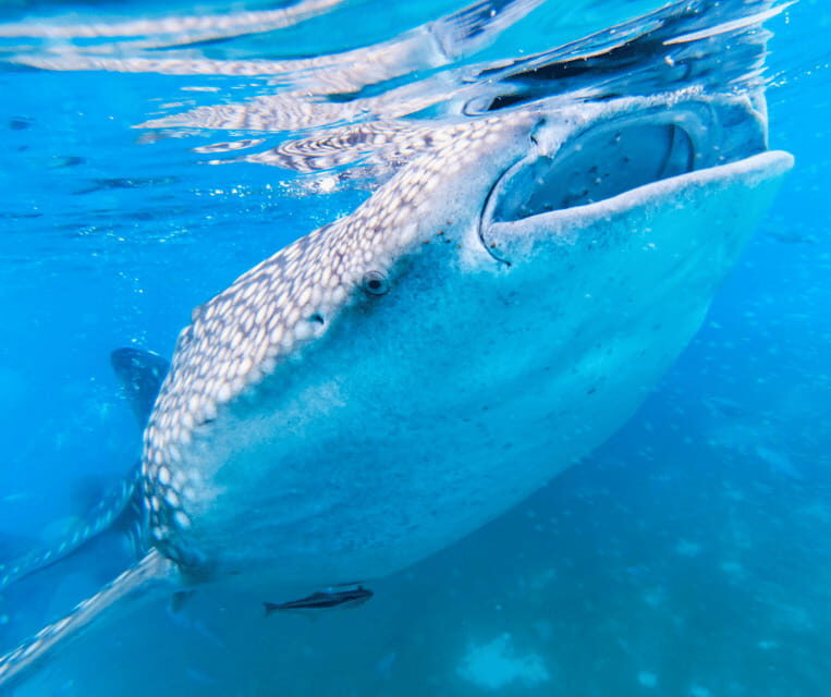 Cebu BEST: Sumilon, Whaleshark and Turtle Snorkeling Tour - A Deep Dive into the Tour Experience