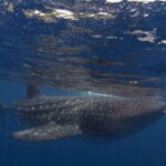 Cebu: Boat Day Trip with Whale Shark Swimming and Lunch - Practical Details and Considerations