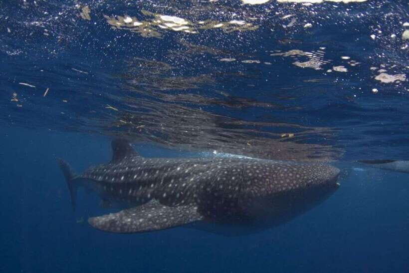 Cebu: Boat Day Trip with Whale Shark Swimming and Lunch - Practical Details and Considerations