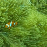 Cebu: Island Hopping Pescador,Sardine Run andTurtle Paradise - What Makes This Tour Stand Out?