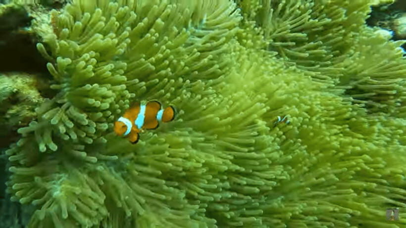 Cebu: Island Hopping Pescador,Sardine Run andTurtle Paradise - What Makes This Tour Stand Out?