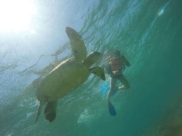 Cebu: Kawasan Canyoneering & Sardines Run and Turtle Chase - A Closer Look at the Experience