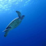 Cebu: Kawasan Canyoning, Moalboal Snorkeling, & Turtles Tour - What Makes This Tour Stand Out?