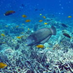 Cebu Mactan Island Hopping + Picnic Lunch (Private Tour) - An In-Depth Look at Cebu’s Island Hopping Experience