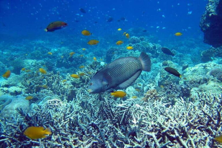 Cebu Mactan Island Hopping + Picnic Lunch (Private Tour) - An In-Depth Look at Cebu’s Island Hopping Experience