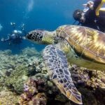 Cebu Moalboal Beach, Sardine Run, Sea Turtle Viewing + Canyoneering Tour - What We Think: Is It Worth It?