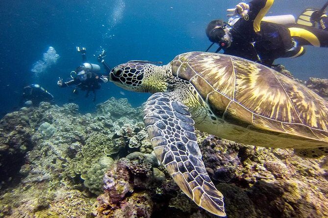 Cebu Moalboal Beach, Sardine Run, Sea Turtle Viewing + Canyoneering Tour - What We Think: Is It Worth It?