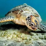 Cebu: Moalboal Sardine Run & Kawasan Falls Canyoneering - Why This Tour Works