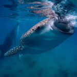 Cebu: Moalboal Sardine Run, Turtles & Oslob Whale Shark Tour - Who Should Consider This Tour?