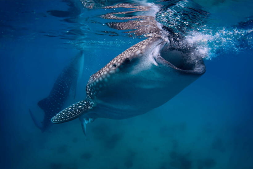 Cebu: Moalboal Sardine Run, Turtles & Oslob Whale Shark Tour - Who Should Consider This Tour?