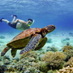 Cebu: Moalboal Sardines and Turtles Snorkeling Tour - Final Thoughts