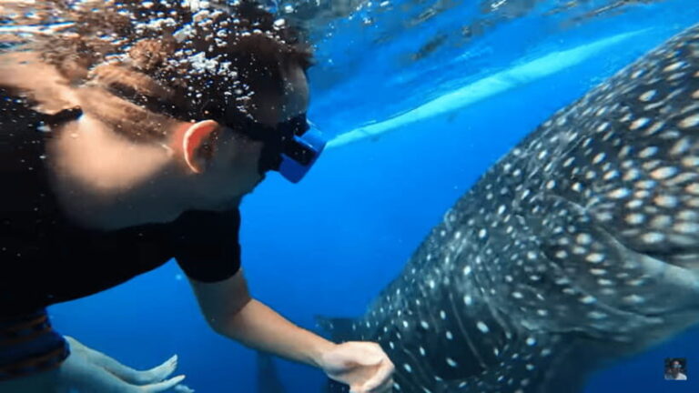 Cebu: Oslob Whale Shark and Moalboal Snorkeling Adventure - Exploring the Full-Day Itinerary