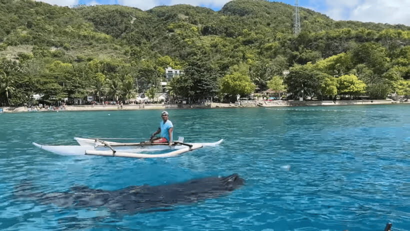 Cebu: Oslob Whale Shark and Moalboal Snorkeling Tour - Who Will Love This Tour?