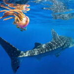 Cebu: Oslob Whale Shark Swim and Sumilon Island Day Tour - Detailed Review of the Tour Experience