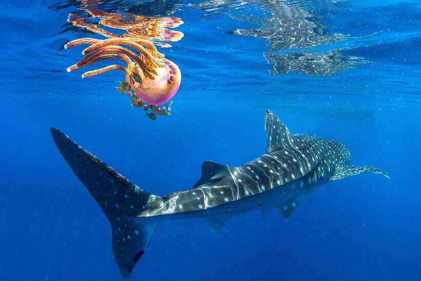 Cebu: Oslob Whale Shark Swim and Sumilon Island Day Tour - Detailed Review of the Tour Experience