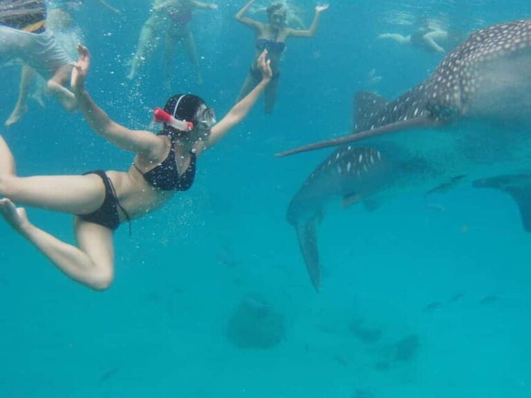 Cebu: Oslob Whale Shark Swimming and Tumalog Falls Tour - Who Will Love This Tour?