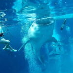 Cebu Oslob: Whale Shark Watching Experience - Who Will Enjoy This Tour?
