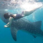 Cebu: Oslob Whale Shark Watching Tour with Hotel Transfer - The Itinerary in Detail