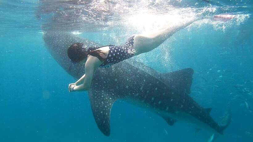 Cebu: Oslob Whale Shark Watching Tour with Hotel Transfer - The Itinerary in Detail