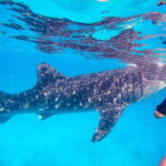 Cebu: Oslob Whale Sharks, Moalboal Sardine Run & Turtles - The Sum Up