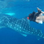 Cebu: Oslob Whaleshark & Canyoneering Group Tour with Lunch - Who Should Consider This Tour?