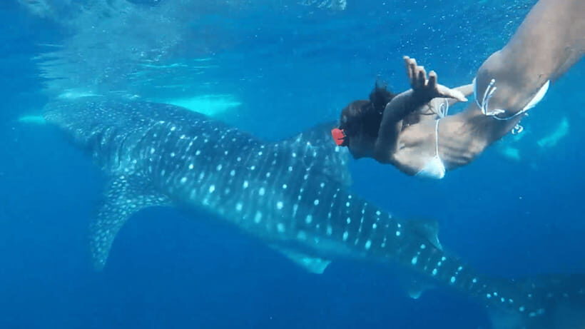 Cebu: Oslob Whaleshark & Canyoneering Group Tour with Lunch - Who Should Consider This Tour?