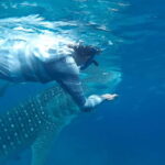 Cebu: Oslob Whaleshark Experience Shared Tour - Practical Details and Why They Matter