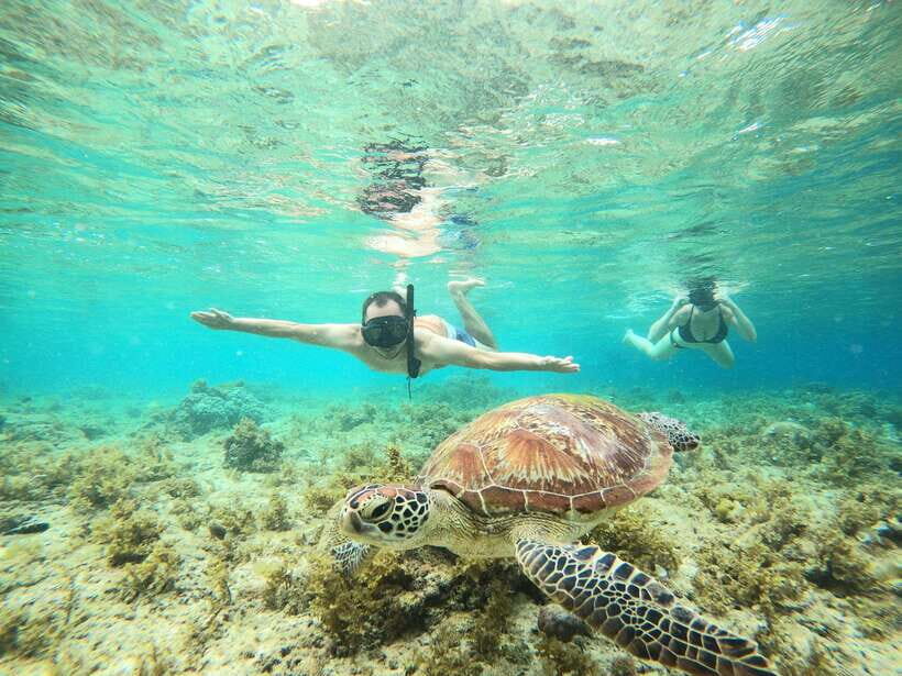 Cebu: Oslob Whaleshark & Sardines Run Snorkeling Day Tour - The Experience: What Youll Really Take Away