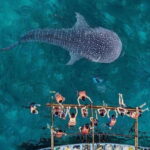 Cebu; Oslob Whaleshark Watching Day Tour - An In-Depth Look at the Oslob Whaleshark Watching Tour