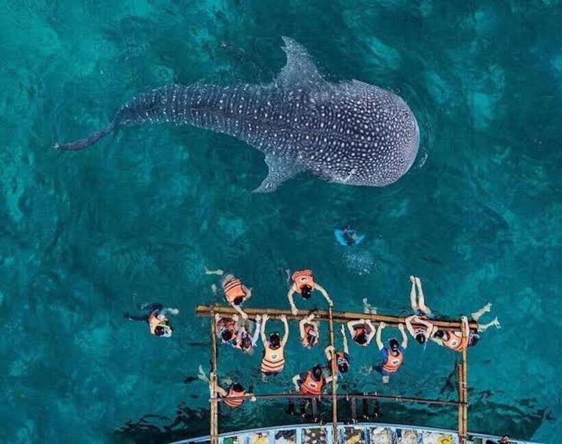 Cebu; Oslob Whaleshark Watching Day Tour - An In-Depth Look at the Oslob Whaleshark Watching Tour