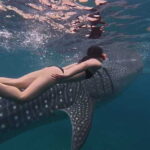 Cebu Oslob WhaleShark,Inambakan Falls& Moalboal Sardines Run - Practical Details and What to Expect
