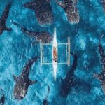 Cebu: Private Tour- Osmena Peak+Oslob Whaleshark+Tumalog Falls - FAQ: Common Questions About the Cebu Private Tour