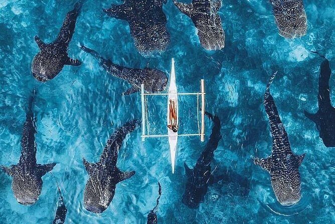 Cebu: Private Tour- Osmena Peak+Oslob Whaleshark+Tumalog Falls - FAQ: Common Questions About the Cebu Private Tour