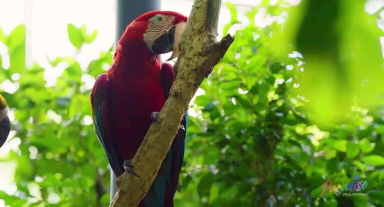 Cebu Safari & Adventure Park: Wildlife Tour with Transfers - Is This Tour Worth It?