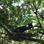 Cebu Safari and Adventure Park - FAQ