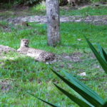 Cebu Safari: Experience Wildlife Up Close - Who Should Consider This Tour?