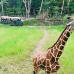 Cebu Safari Journeys - Why This Tour Offers Good Value