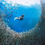 Cebu: Sardine Run Snorkeling, Mantayupan Falls & ATV Thrills - A Deep Dive into the Tour Experience