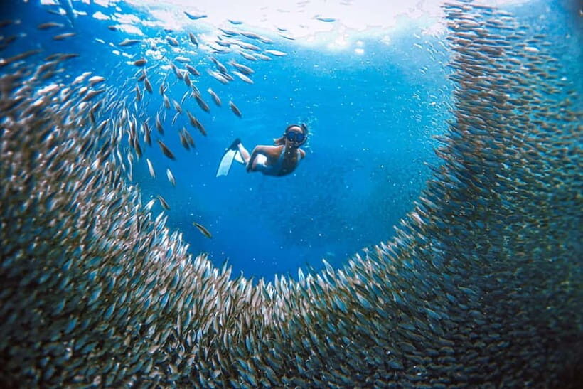 Cebu: Sardine Run Snorkeling, Mantayupan Falls & ATV Thrills - A Deep Dive into the Tour Experience