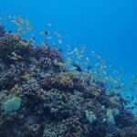 Cebu: Scuba Diving Experience beach entry in Mactan - Why You Should Consider This Experience