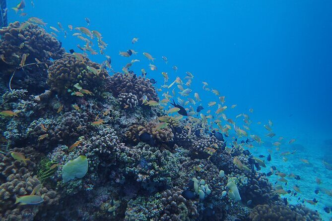 Cebu: Scuba Diving Experience beach entry in Mactan - Why You Should Consider This Experience