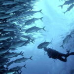 Cebu: Scuba Diving with Sardines and Pescador Island Snorkel - Who This Tour Is Best For