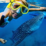 Cebu Ultimate Oslob Whale Shark and Moalboal Turtles Joiner Tour - A Deep Dive into the Tour Experience