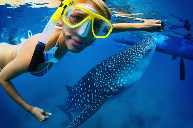 Cebu Ultimate Oslob Whale Shark and Moalboal Turtles Joiner Tour - A Deep Dive into the Tour Experience