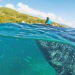 Cebu: Whale Shark Encounter and Kawasan Canyoneering - What to Expect at Each Stop