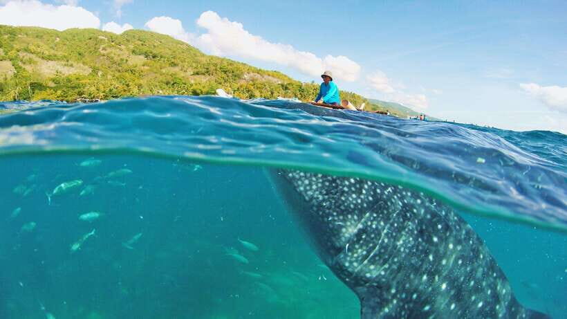 Cebu: Whale Shark Encounter and Kawasan Canyoneering - What to Expect at Each Stop
