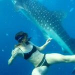 Cebu Whale Shark Interaction, Moalboal Sea Turtles, Sardines Run & Canyoneering - The Value and Who It’s For